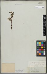 Foto von Salix arctica Pall.